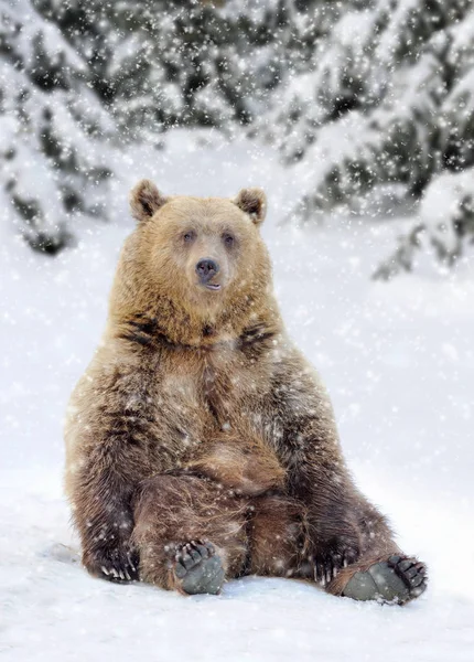 Urso pardo selvagem — Fotografia de Stock