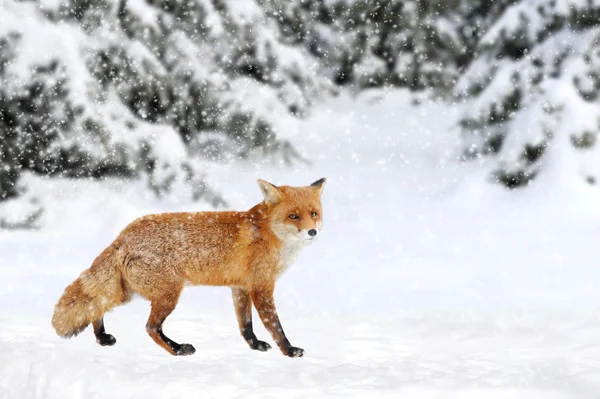 Fox portrét v přírodě — Stock fotografie