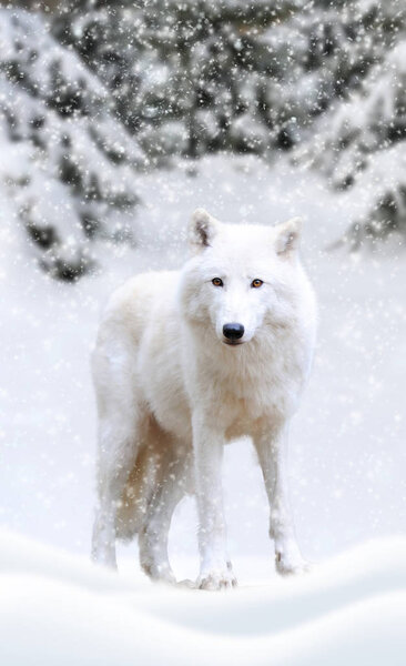 Wild arctic wolf in nature. Winter time