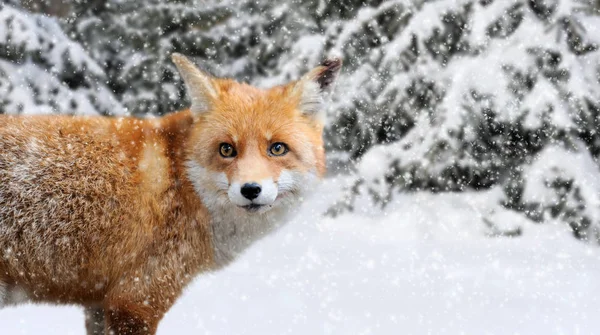 Fox Portret in de natuur — Stockfoto