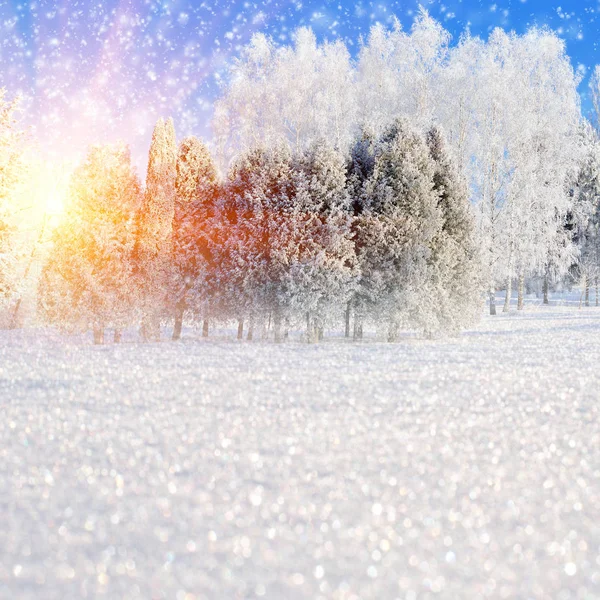 Χειμερινό τοπίο με χιονισμένα δέντρα και νιφάδες χιονιού — Φωτογραφία Αρχείου