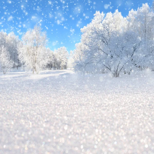 Vinterlandskap med snöiga träd och snöflingor — Stockfoto