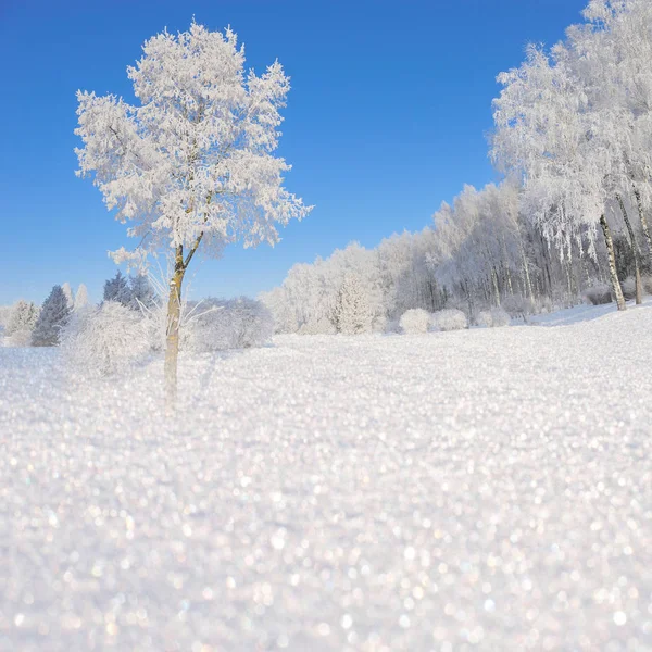 Téli táj havas fákkal és hópelyhekkel — Stock Fotó