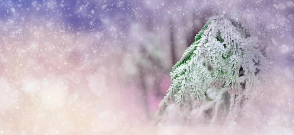 Φόντο χειμώνα με χιονισμένο δέντρα και νιφάδες χιονιού — Φωτογραφία Αρχείου
