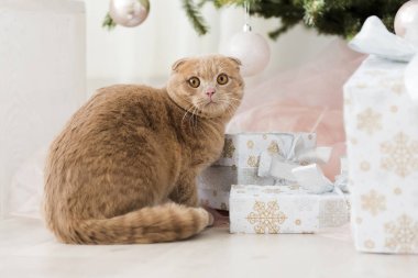 Noel ağacı ve hediye ile kedi