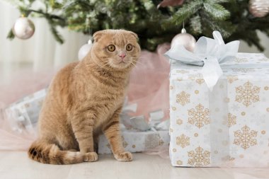 Noel ağacı ve hediye ile kedi