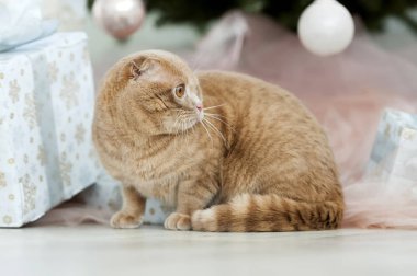 Noel ağacı ve hediye ile kedi