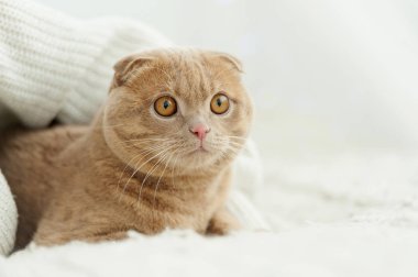 Konforlu yatağın üzerine yerleşmiş kedi