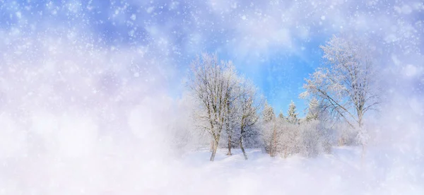 Vinter bakgrund med snöiga träd och snöflingor — Stockfoto