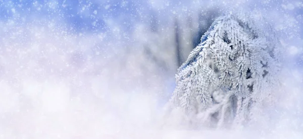 冬の背景に雪に覆われた木、雪の結晶 — ストック写真