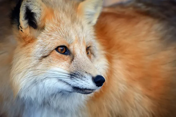 Retrato de raposa vermelha — Fotografia de Stock