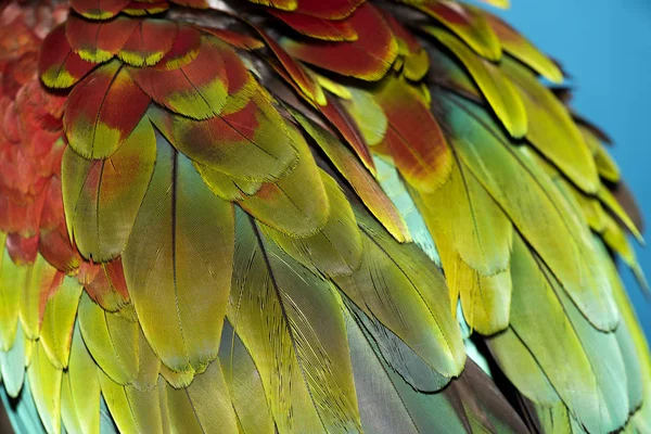 Plumes de perroquet colorées — Photo