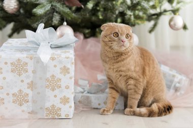 Noel ağacı ve hediye ile kedi