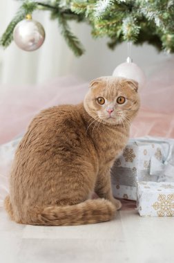 Noel ağacı ve hediye ile kedi