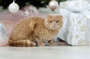 Noel ağacı ve hediye ile kedi