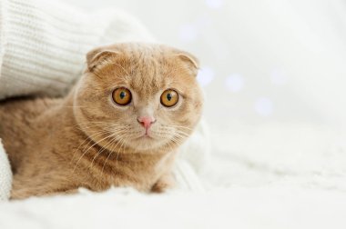 Konforlu yatağın üzerine yerleşmiş kedi