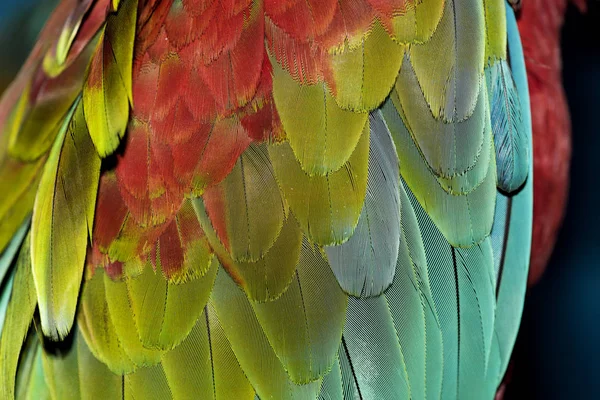 Colorful parrot feathers — Stock Photo, Image