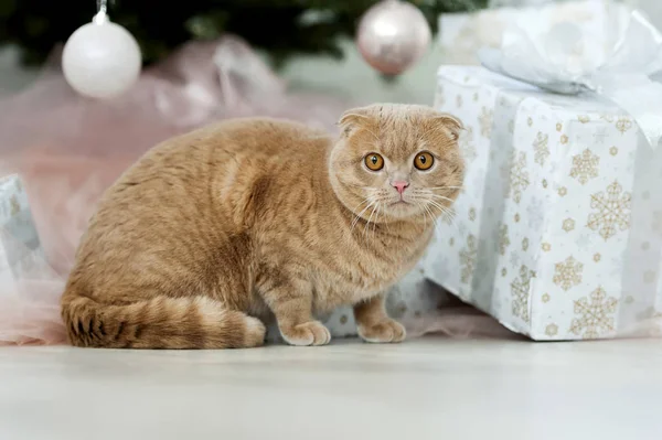 Noel ağacı ve hediye ile kedi