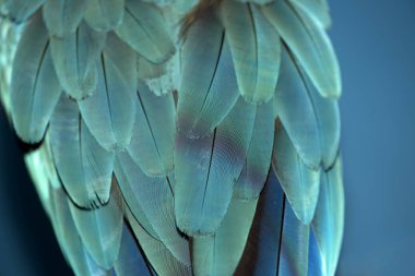 Renkli papağan tüyleri