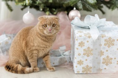 Noel ağacı ve hediye ile kedi