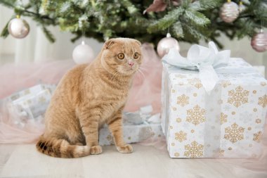 Noel ağacı ve hediye ile kedi