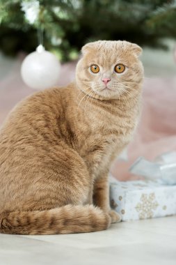 Noel ağacı ve hediye ile kedi