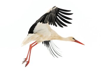 Stork in the winter park clipart