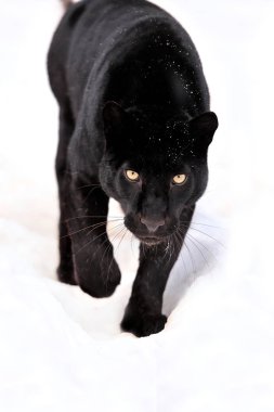 Kışın leopar portre