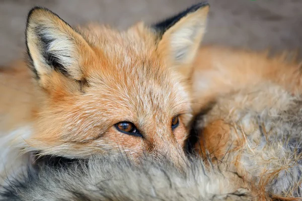 赤狐像 — ストック写真