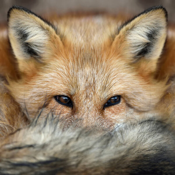Close red fox (Vulpes vulpes) portrait