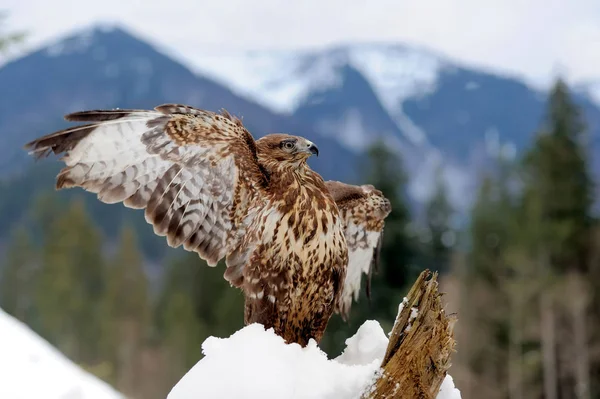 Hawk na větvi — Stock fotografie