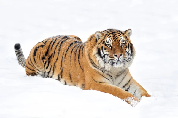 Tiger in winter — Stock Photo, Image