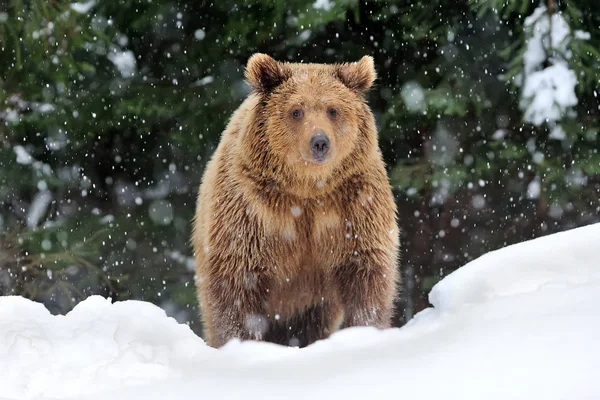 熊在冬天 — 图库照片