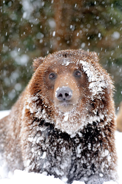 Бурый медведь
