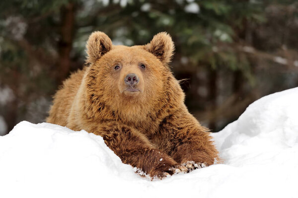 Медведь зимой
