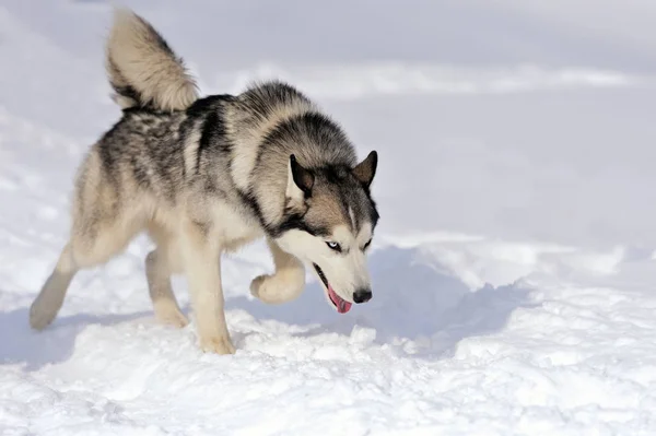 西伯利亚哈士奇犬 — 图库照片