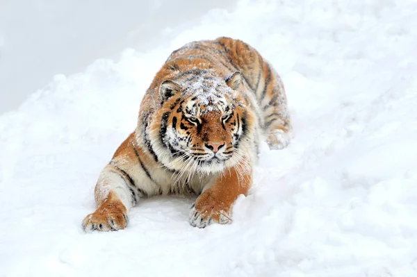Tiger in winter — Stock Photo, Image