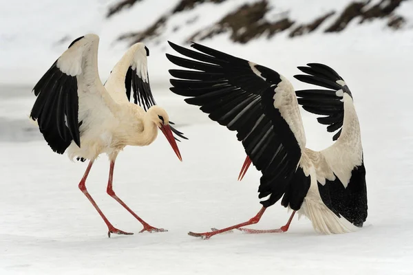 Stork in the winter park — Stock Photo, Image