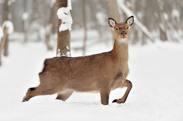 Veado jovem no inverno — Fotografia de Stock