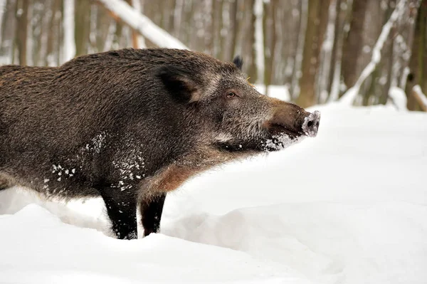 Vaddisznó télen — Stock Fotó