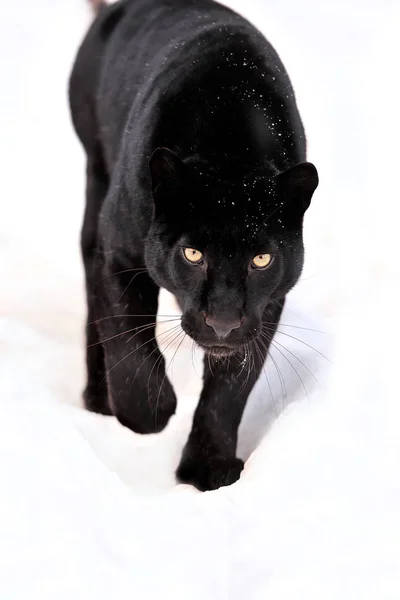 Portrait léopard en hiver — Photo