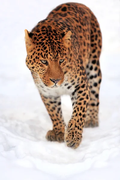 Leopard télen — Stock Fotó