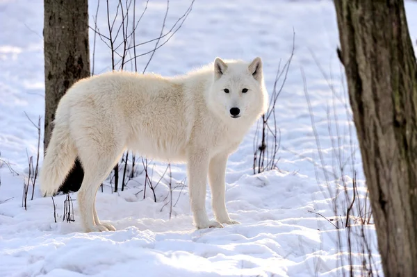 Wolf in winter — Stock Photo, Image