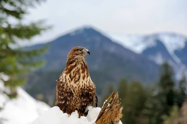 Hawk-zmieniono w zimie — Zdjęcie stockowe