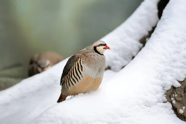 Partridge in winter — Stock Photo, Image