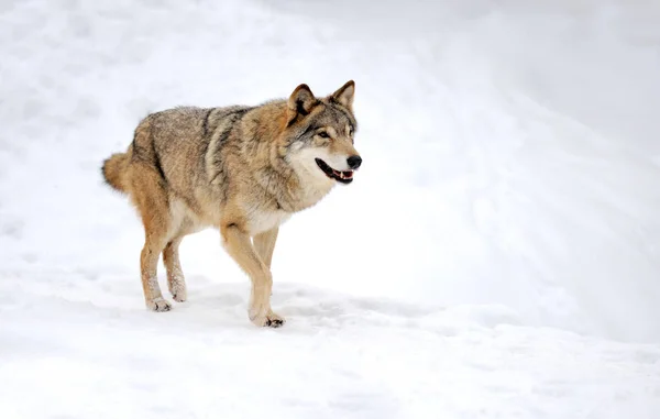 Lobo en invierno —  Fotos de Stock