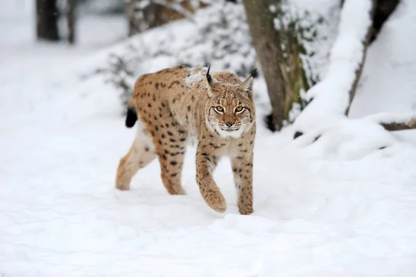 Lynx en hiver — Photo