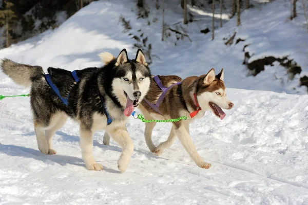 O echipă de câini de sanie siberieni trăgând o sanie prin iarna f — Fotografie, imagine de stoc
