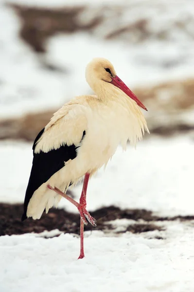 Stork in the winter park — Stock Photo, Image