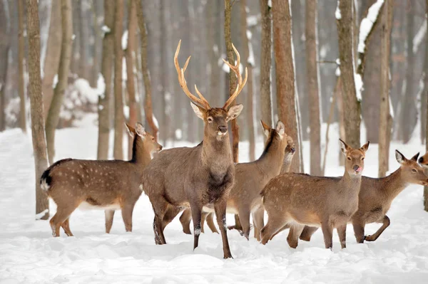 Herten in de winter — Stockfoto